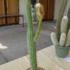 Peniocereus_serpentinus